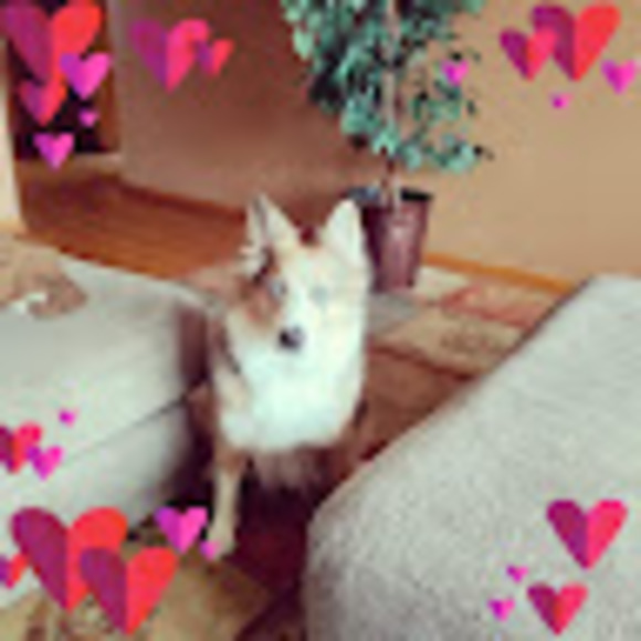 Meet your Posher, Grace - Picture 1 of 1